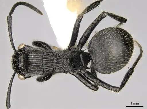 Polyrhachis latispina - CASENT0281449