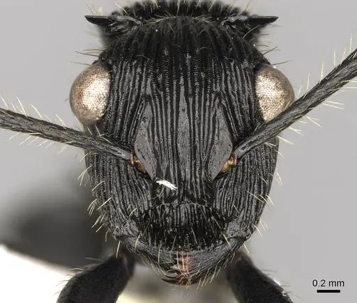 Polyrhachis latispina - CASENT0281449