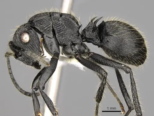 Polyrhachis latispina - CASENT0281449