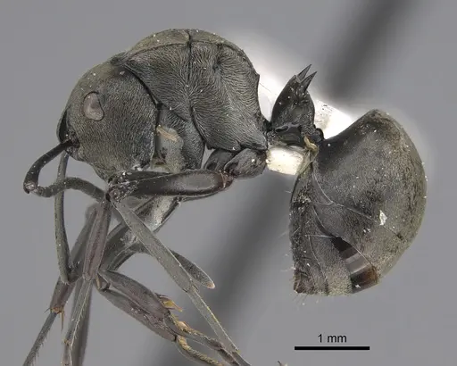 Polyrhachis latona specimen