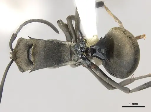 Polyrhachis latona - CASENT0227579