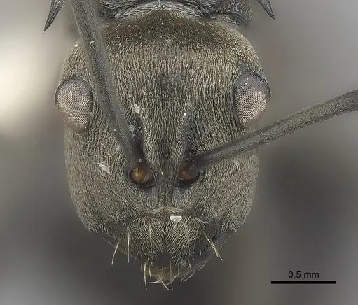 Polyrhachis latona - CASENT0227579