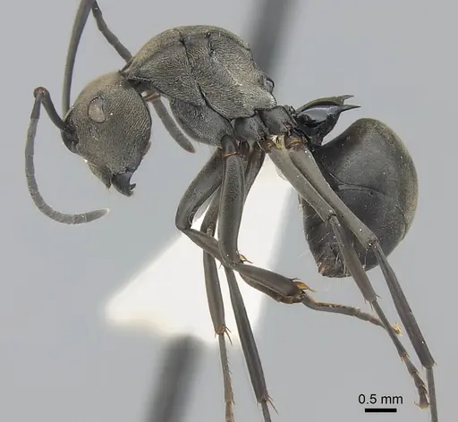 Polyrhachis latona - CASENT0227579