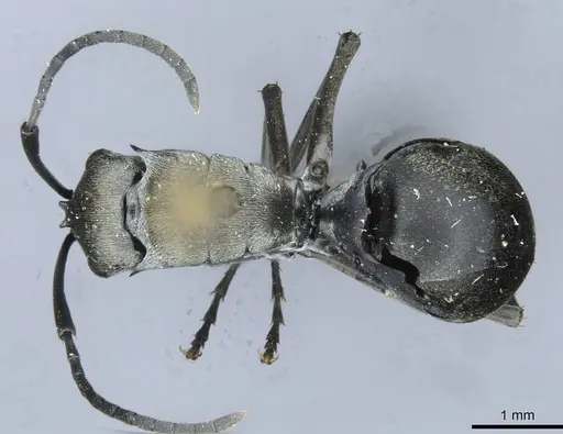 Polyrhachis latona - CASENT0910920