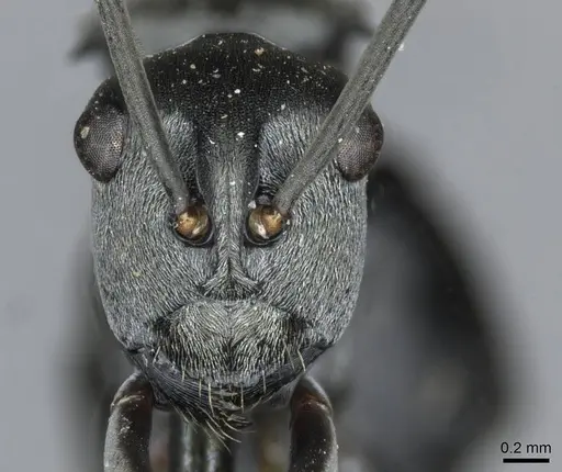 Polyrhachis latona - CASENT0910920