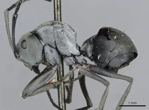 Polyrhachis latona - CASENT0910920