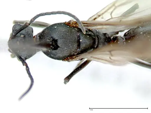 Polyrhachis latona - FOCOL0093