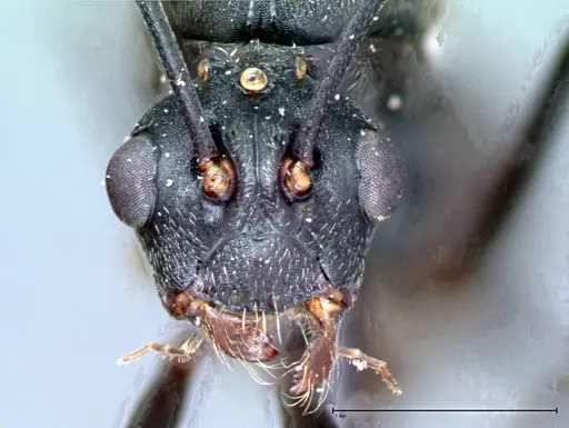 Polyrhachis latona - FOCOL0093