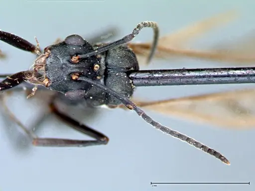 Polyrhachis latona - FOCOL0093