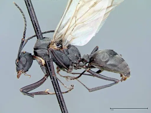 Polyrhachis latona - FOCOL0093