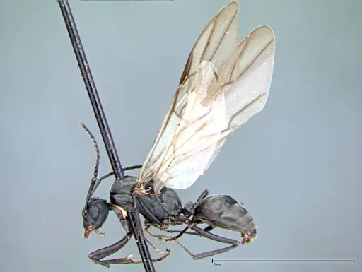 Polyrhachis latona - FOCOL0093