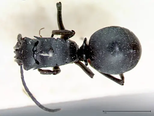 Polyrhachis latona - FOCOL0094