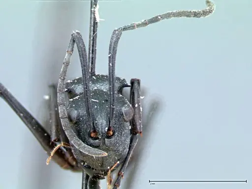 Polyrhachis latona - FOCOL0094