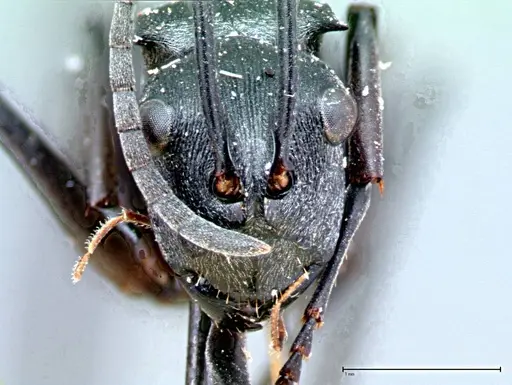 Polyrhachis latona - FOCOL0094