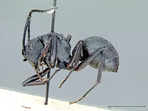 Polyrhachis latona - FOCOL0094
