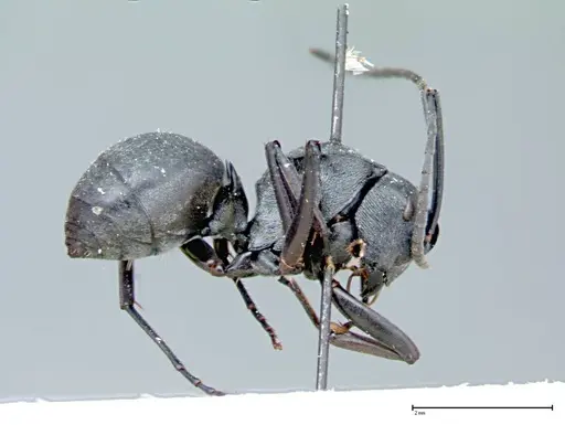 Polyrhachis latona - FOCOL0094