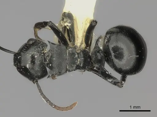 Polyrhachis lauta specimen