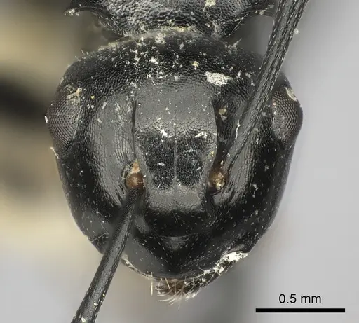 Polyrhachis lauta specimen