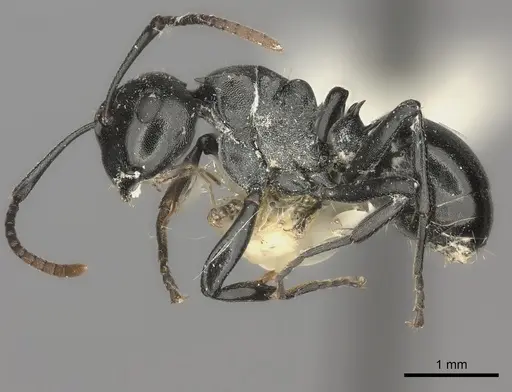 Polyrhachis lauta specimen