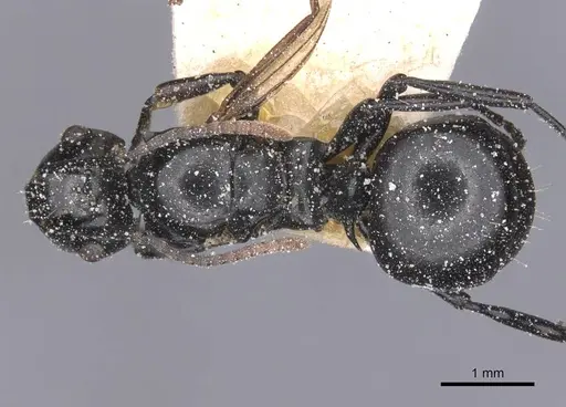 Polyrhachis lauta - CASENT0912126