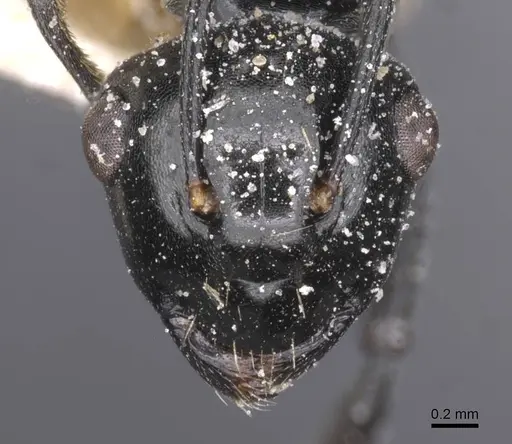 Polyrhachis lauta - CASENT0912126
