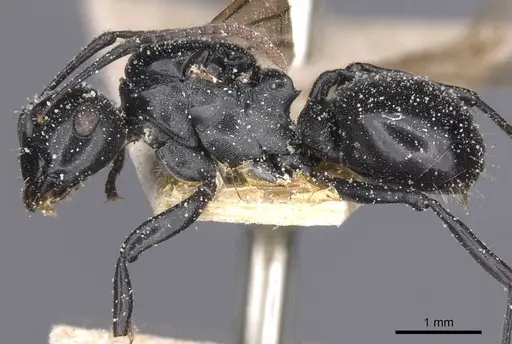Polyrhachis lauta - CASENT0912126