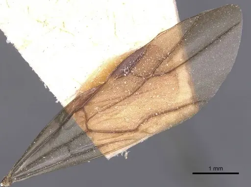 Polyrhachis lauta - CASENT0912126