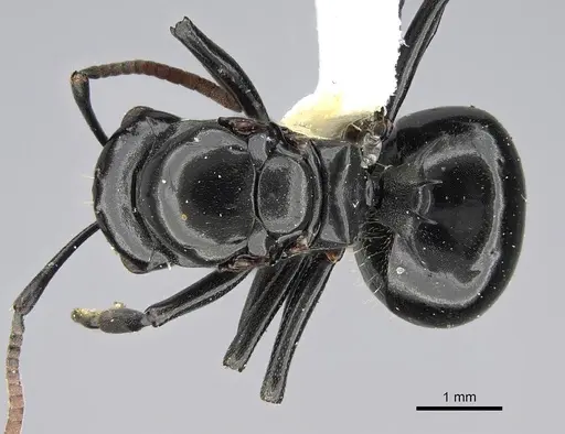 Polyrhachis lauta - CASENT0919959