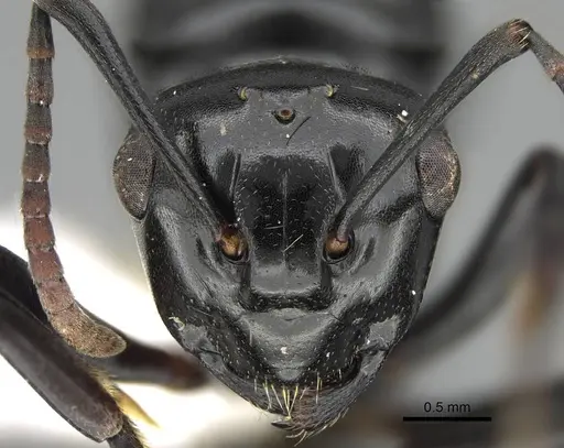 Polyrhachis lauta - CASENT0919959