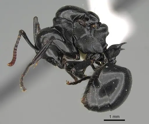 Polyrhachis lauta - CASENT0919959