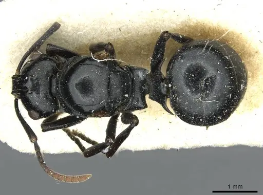 Polyrhachis lauta - RMCAENT000017823