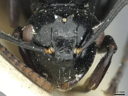 Polyrhachis lauta - RMCAENT000017823