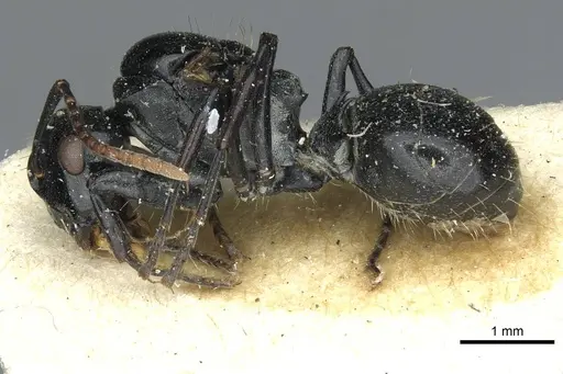 Polyrhachis lauta - RMCAENT000017823