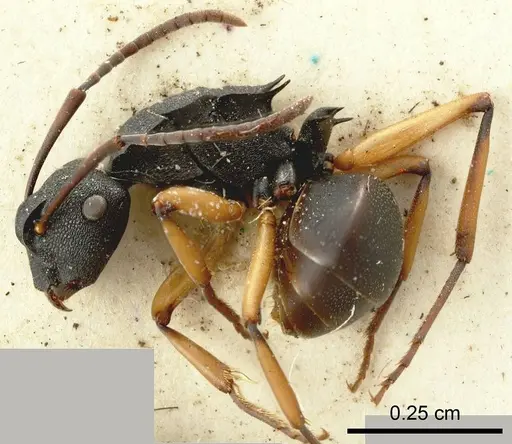 Polyrhachis leae specimen