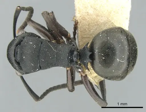 Polyrhachis leae - CASENT0906562
