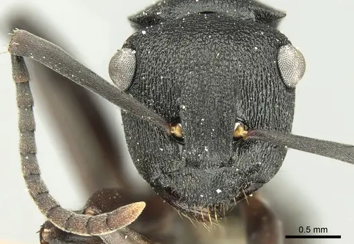 Polyrhachis leae - CASENT0906562