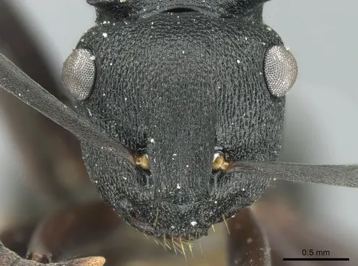 Polyrhachis leae - CASENT0906562