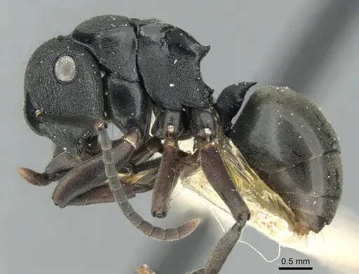 Polyrhachis leae - CASENT0906562