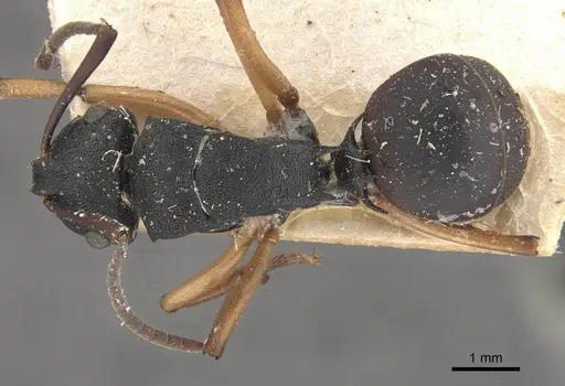 Polyrhachis leae - CASENT0910773