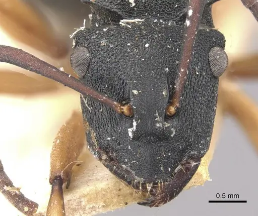 Polyrhachis leae - CASENT0910773