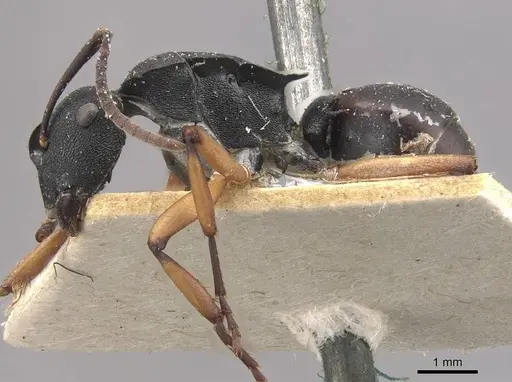 Polyrhachis leae - CASENT0910773