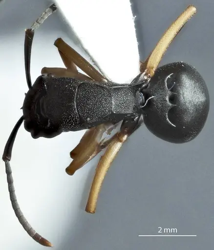 Polyrhachis leae - JDM32-002162