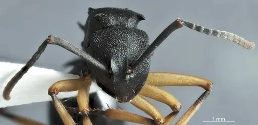 Polyrhachis leae - JDM32-002162