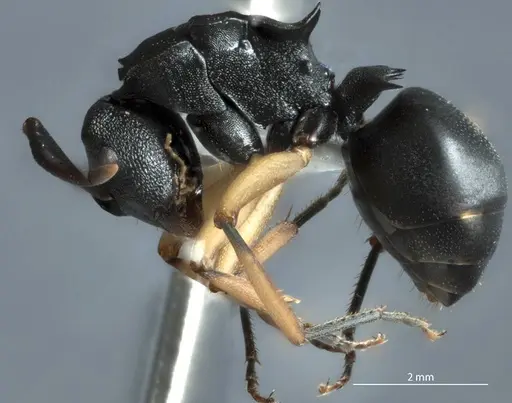 Polyrhachis leae - JDM32-002162