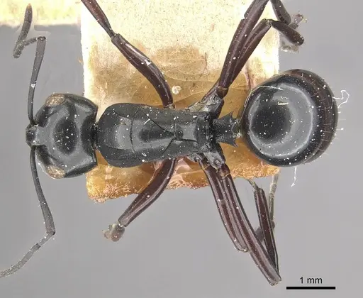 Polyrhachis leonidas specimen