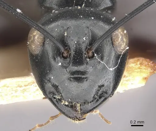 Polyrhachis leonidas specimen