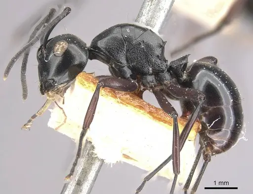 Polyrhachis leonidas specimen