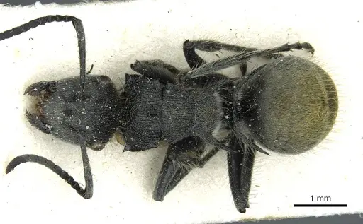 Polyrhachis leopoldi specimen