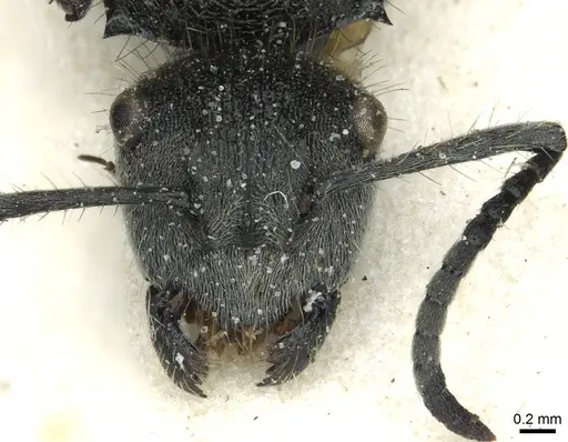 Polyrhachis leopoldi specimen