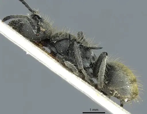 Polyrhachis leopoldi specimen